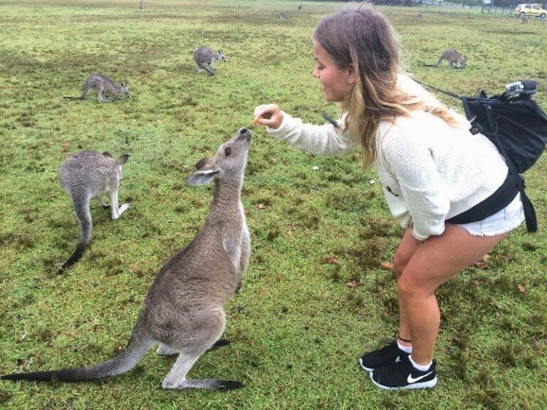 Road trip to see the kangaroos in Morisset, Sydney