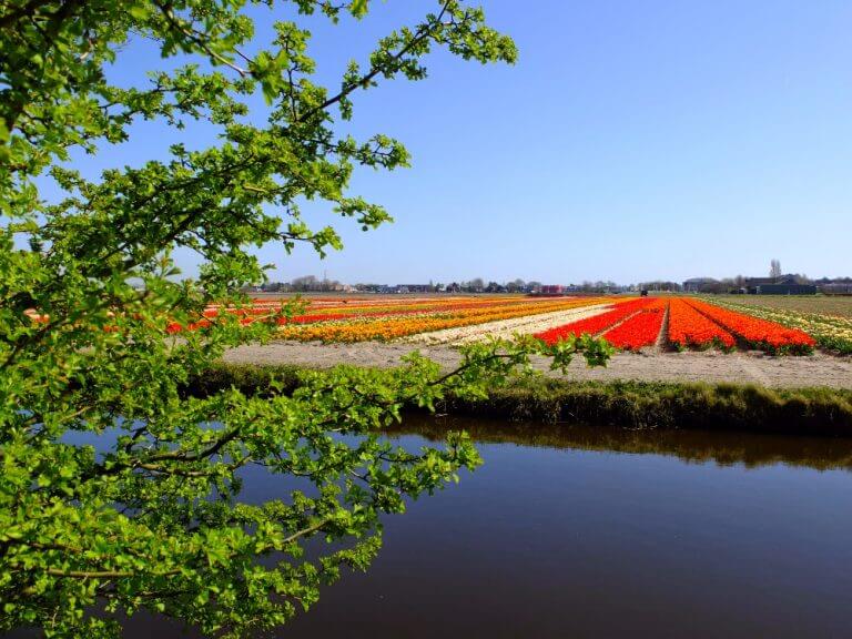 AMSTERDAM – Keukenhof Gardens… Overdosing on flowers and sushi!