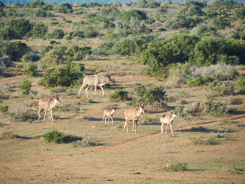 A budget safari at Addo National Park, South Africa