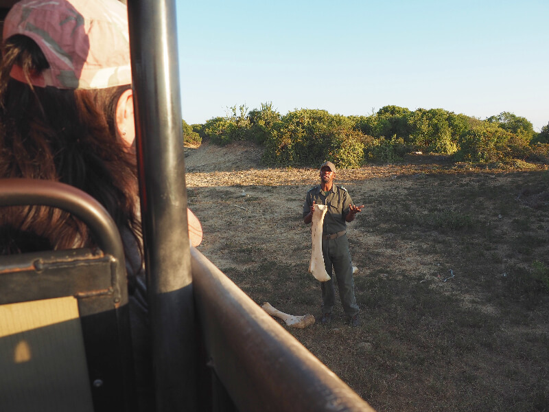 A budget safari at Addo National Park, South Africa