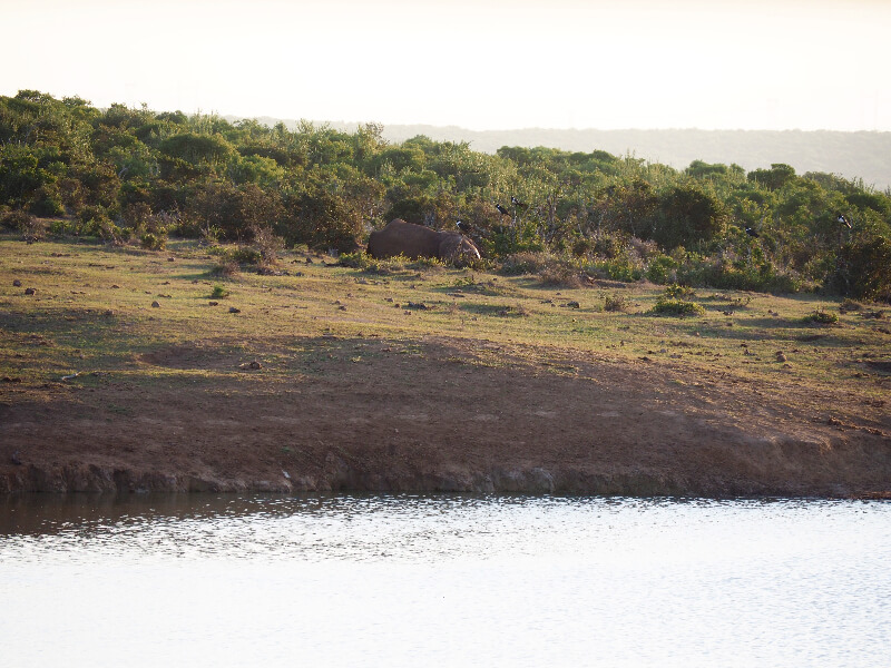 A budget safari at Addo National Park, South Africa