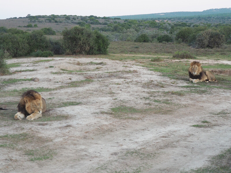 A budget safari at Addo National Park, South Africa