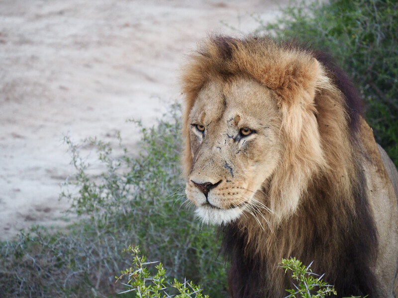 A budget safari at Addo National Park, South Africa