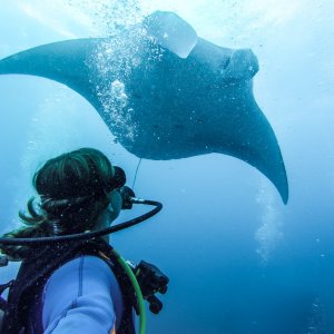 Diving with Manta Rays, Nusa Lembongan Indonesia | Where's Mollie? A Travel and Adventure Lifestyle Blog