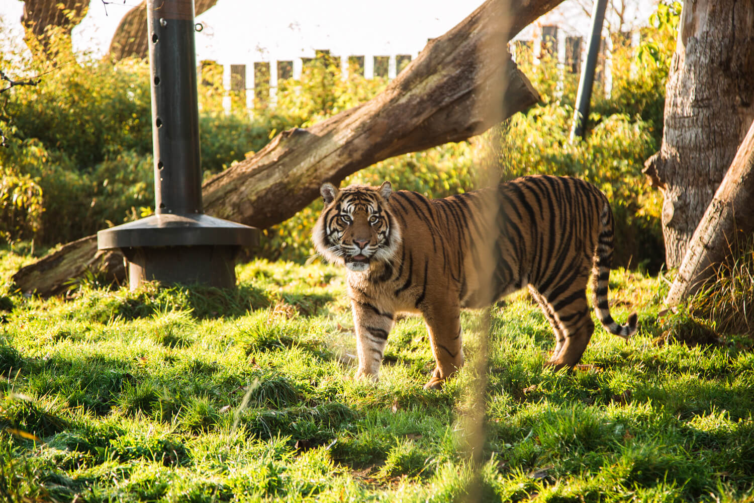 A magical sleepover at London Zoo with a moonlit animal tour... | Where's Mollie? A travel and adventure lifestyle blog