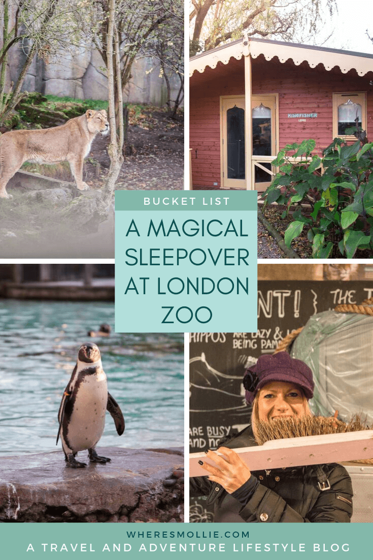 A magical sleepover at London Zoo with a moonlit animal tour