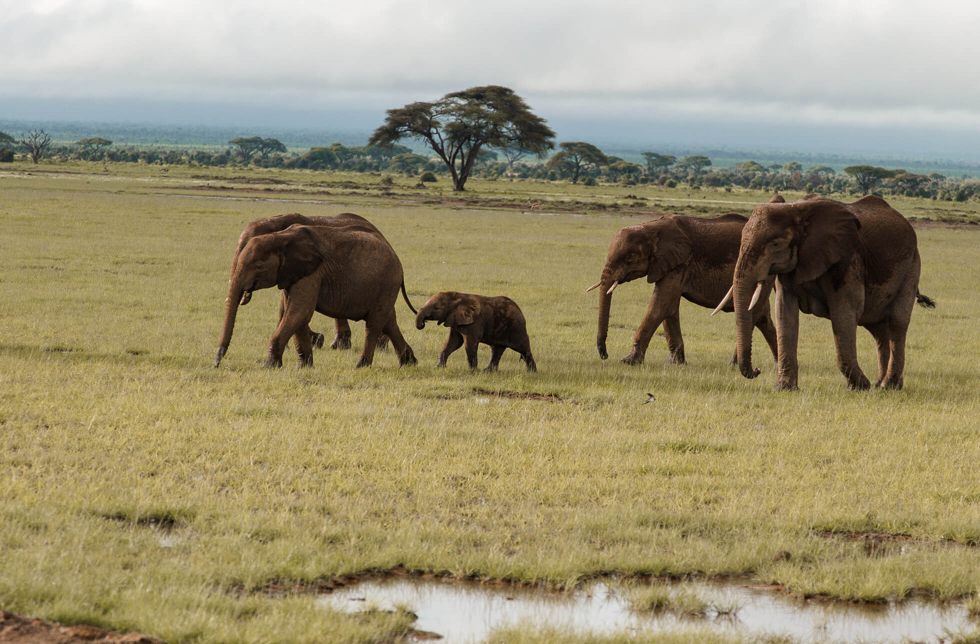 Five days, three national parks, one epic safari in Kenya