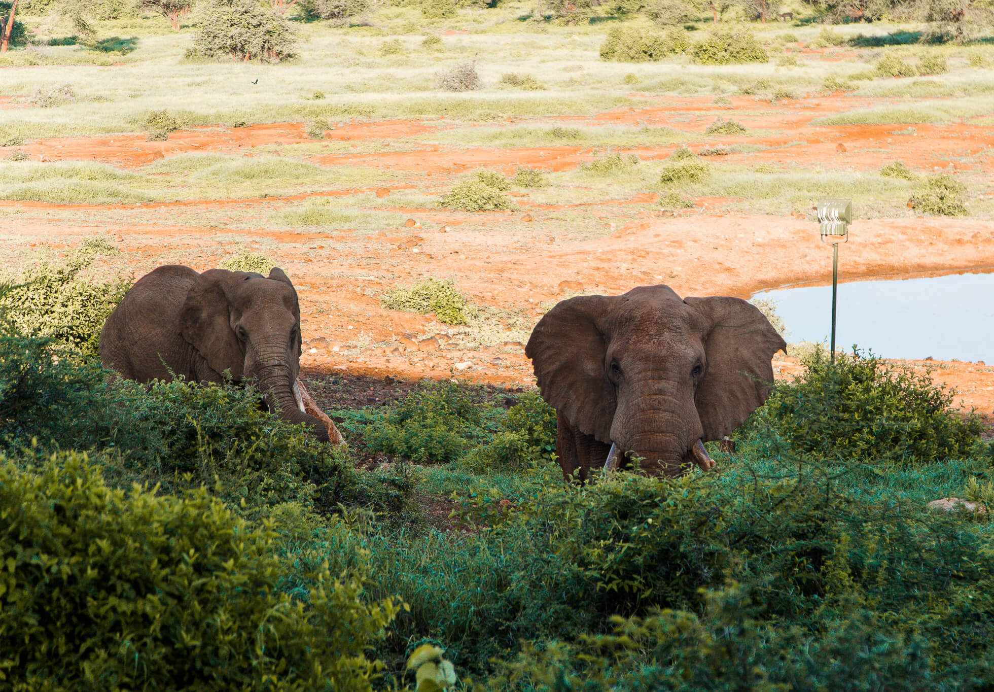 Five days, three national parks, one epic safari in Kenya| Where's Mollie? A travel and adventure lifestyle blog