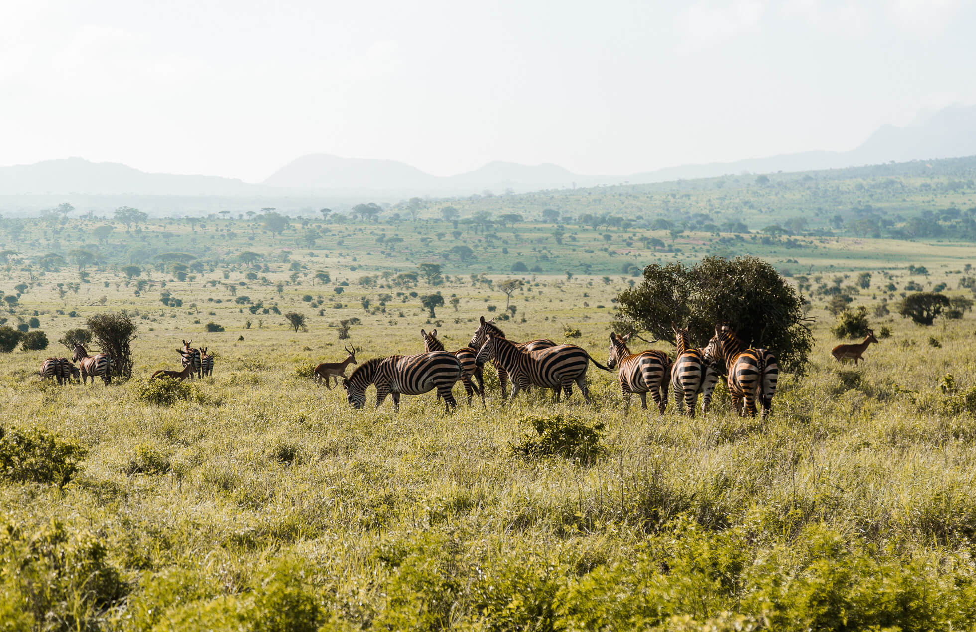 Five days, three national parks, one epic safari in Kenya| Where's Mollie? A travel and adventure lifestyle blog