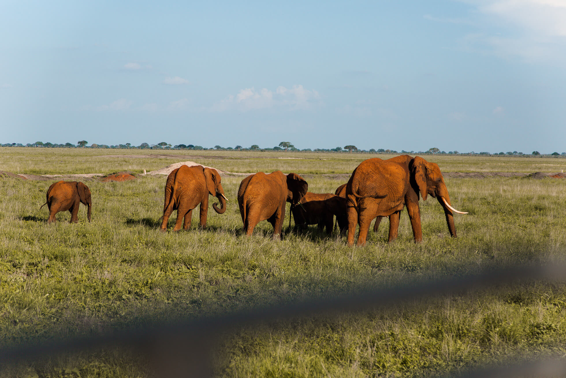 Five days, three national parks, one epic safari in Kenya| Where's Mollie? A travel and adventure lifestyle blog