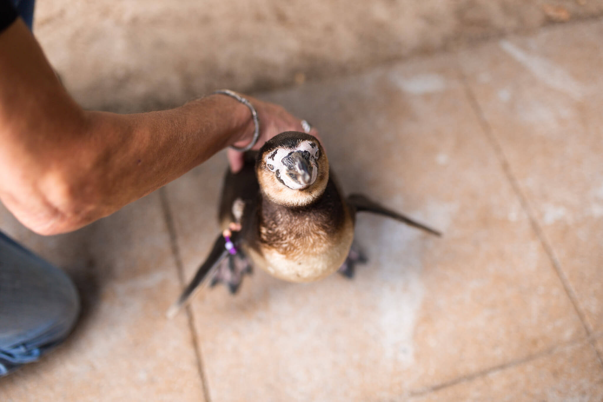 ‘KEEPER FOR A DAY’ EXPERIENCE AT LONDON ZOO | Where's Mollie? A travel and adventure lifestyle blog