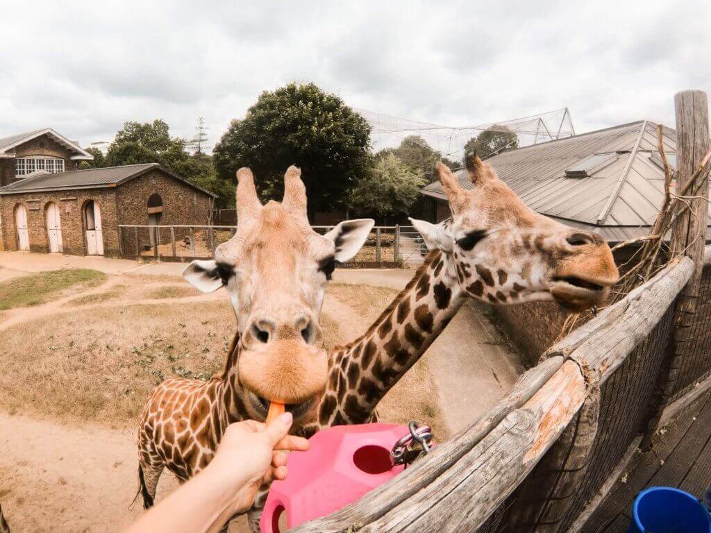‘KEEPER FOR A DAY’ EXPERIENCE AT LONDON ZOO | Where's Mollie? A travel and adventure lifestyle blog