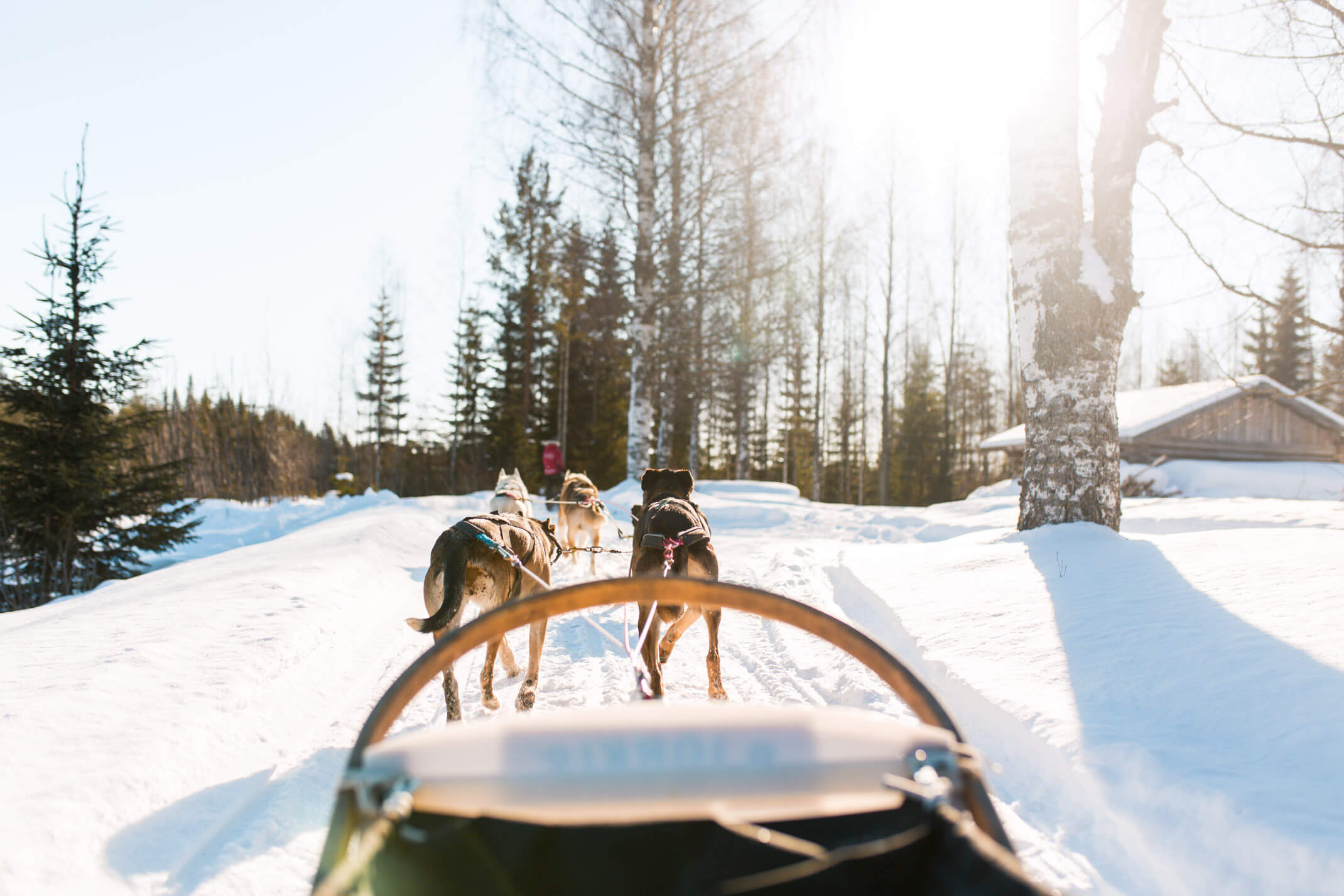 4 days in Finland: Husky safari with an open fire lunch and Spa Bomba