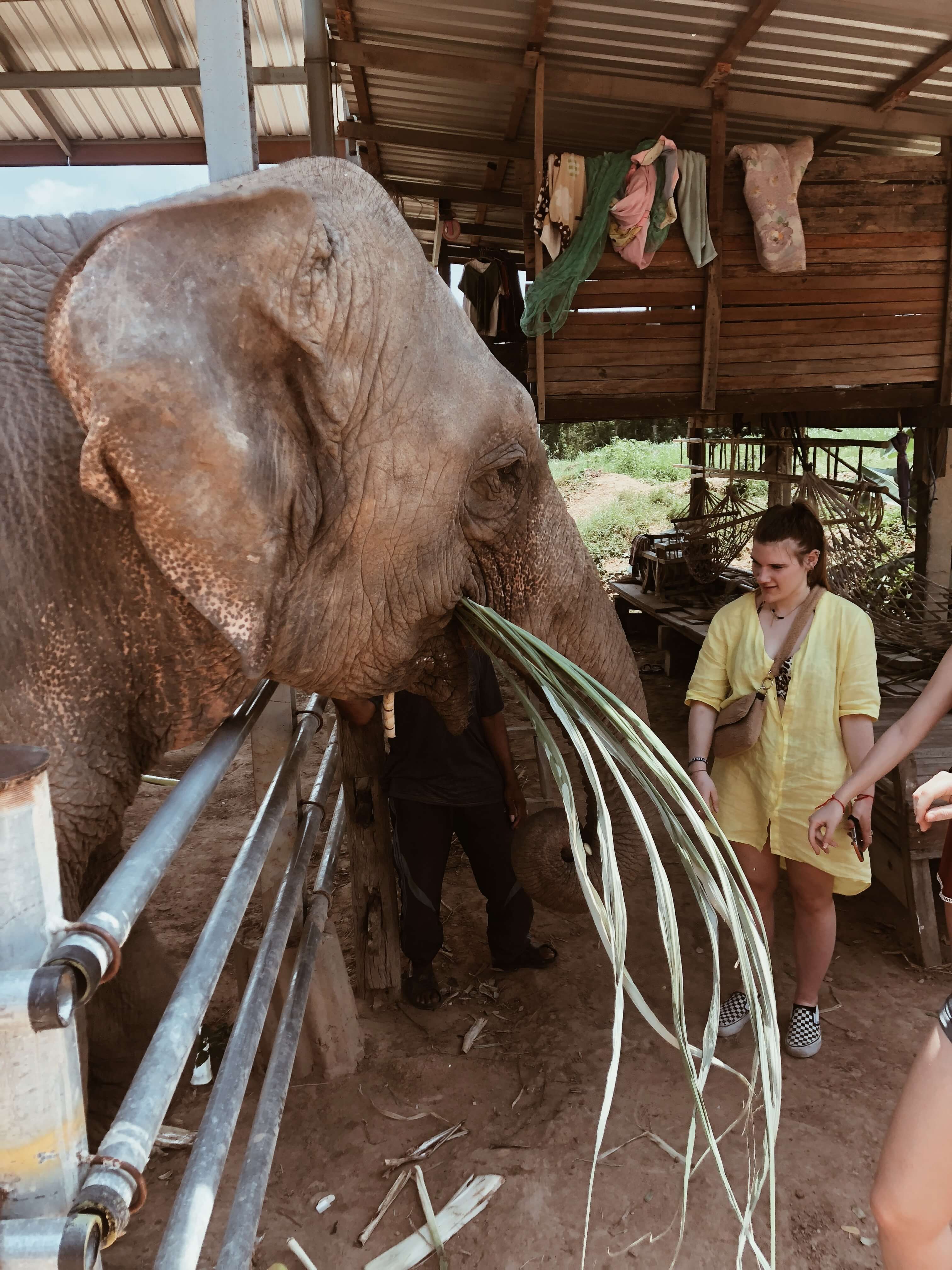 Volunteering in an elephant sanctuary - Surin, Thailand