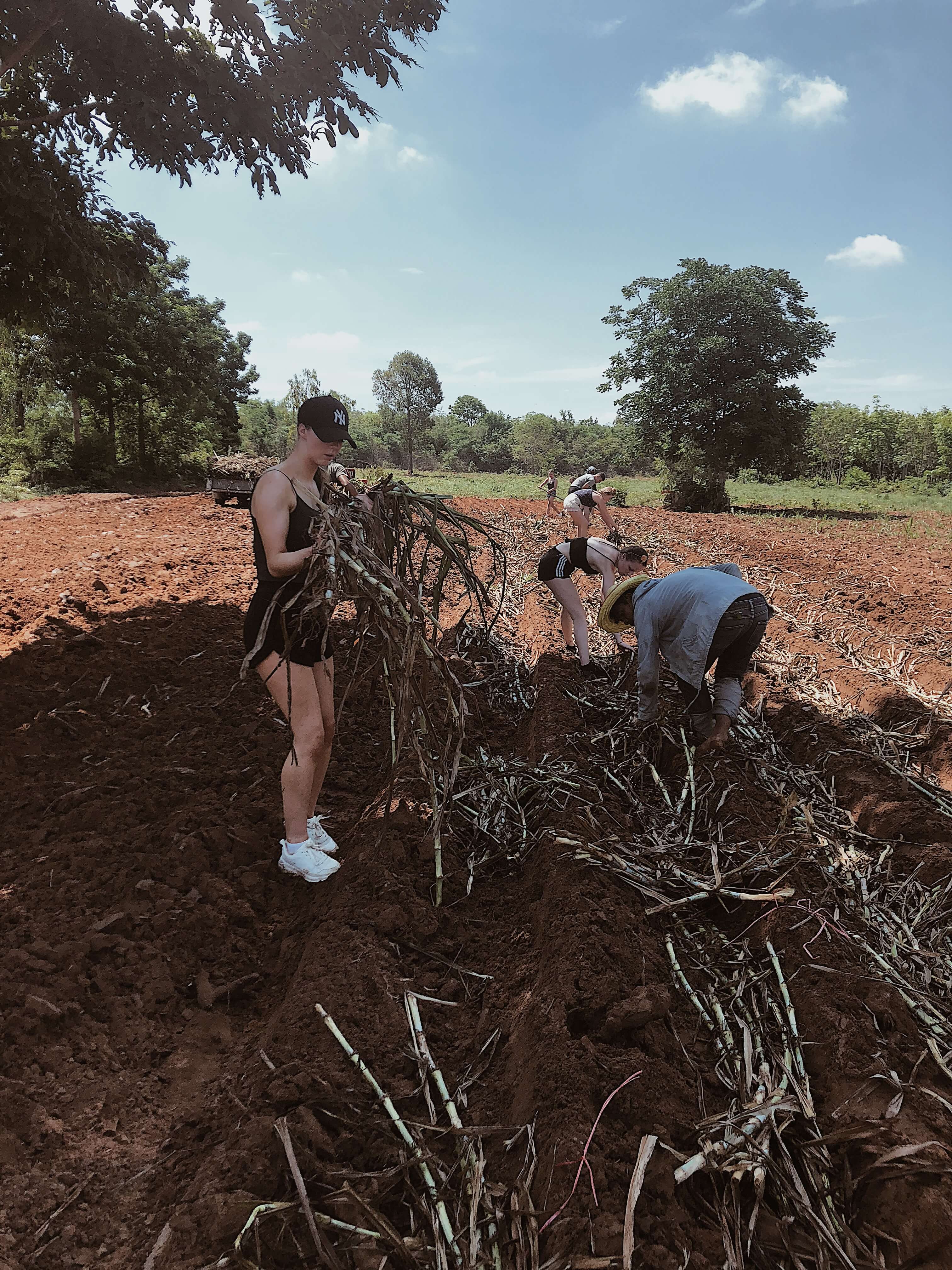 Volunteering in an elephant sanctuary - Surin, Thailand