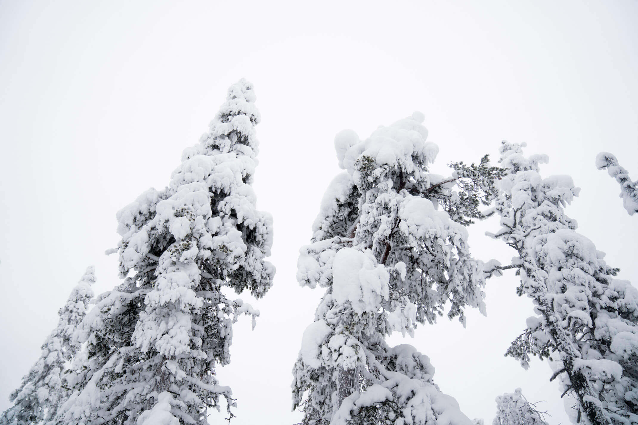 A winter travel guide to Levi, Finland