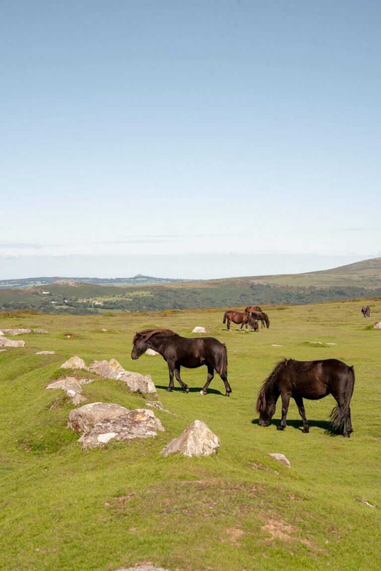 A guide to exploring Dartmoor National Park, Devon