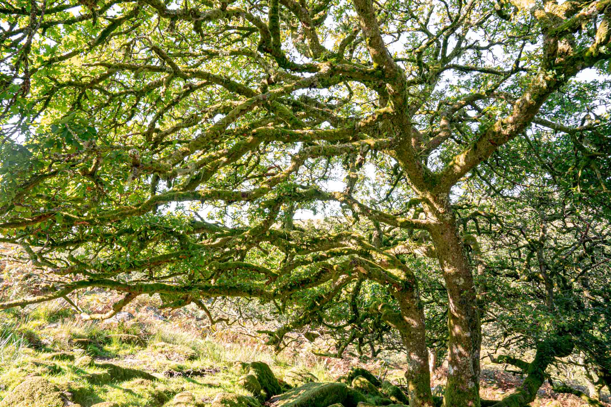 Wistman's Wood: A guide to exploring Dartmoor National Park, Devon