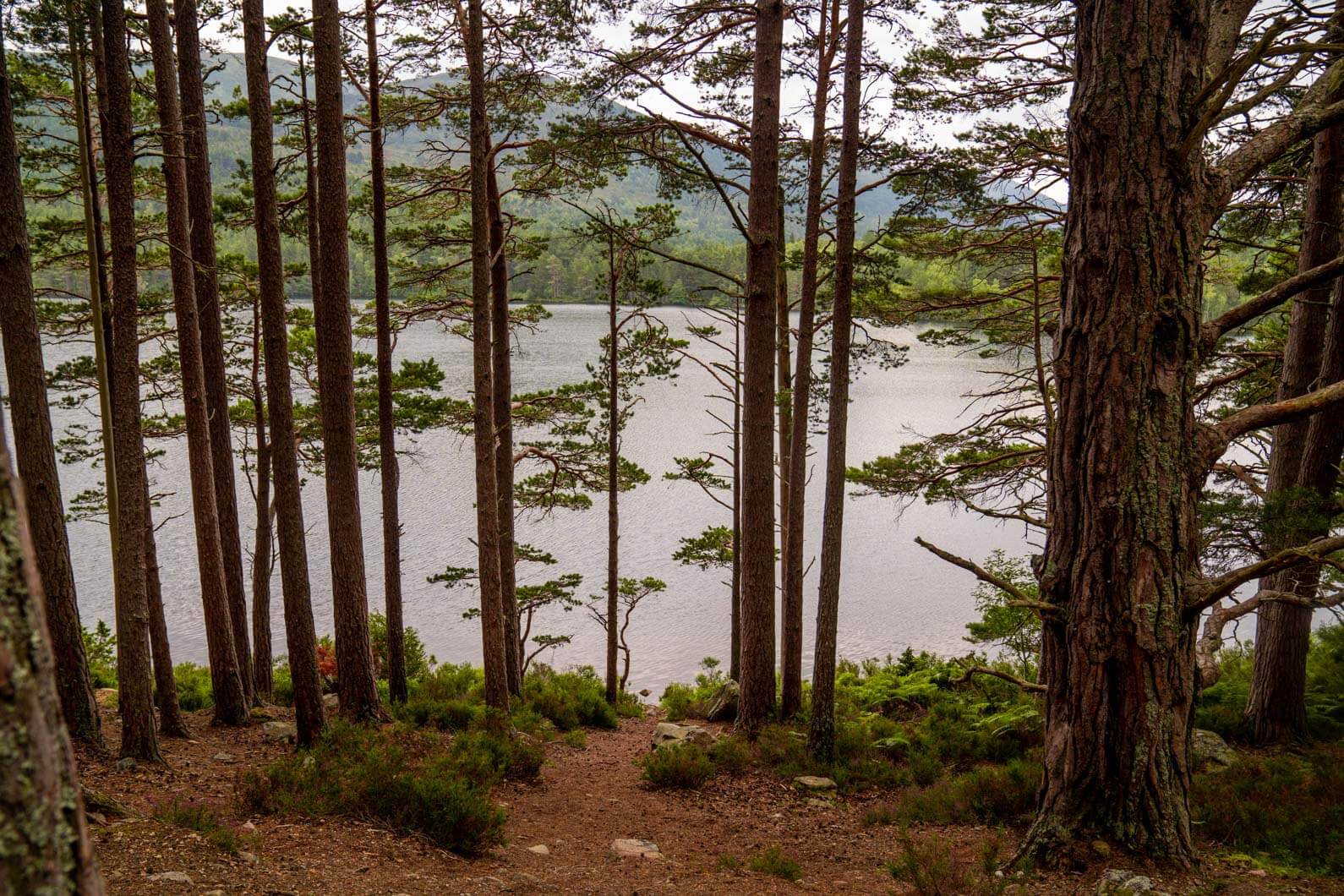 A complete guide to Cairngorms National Park, Scotland