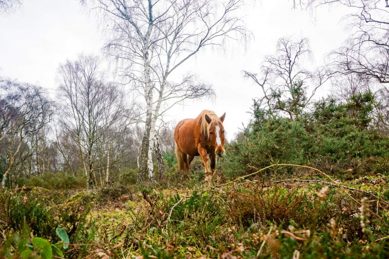 The best things to do in the New Forest National Park, England