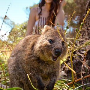 The best things to do on Rottnest Island...​