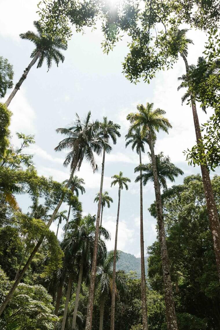 Best Time to See Mango Trees in Bloom, Rio de Janeiro 2023 