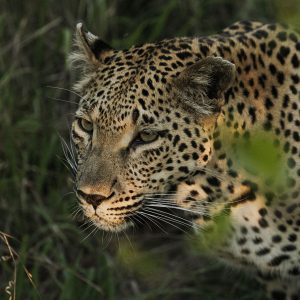 A 10-day Roadtrip Itinerary for Kruger National Park