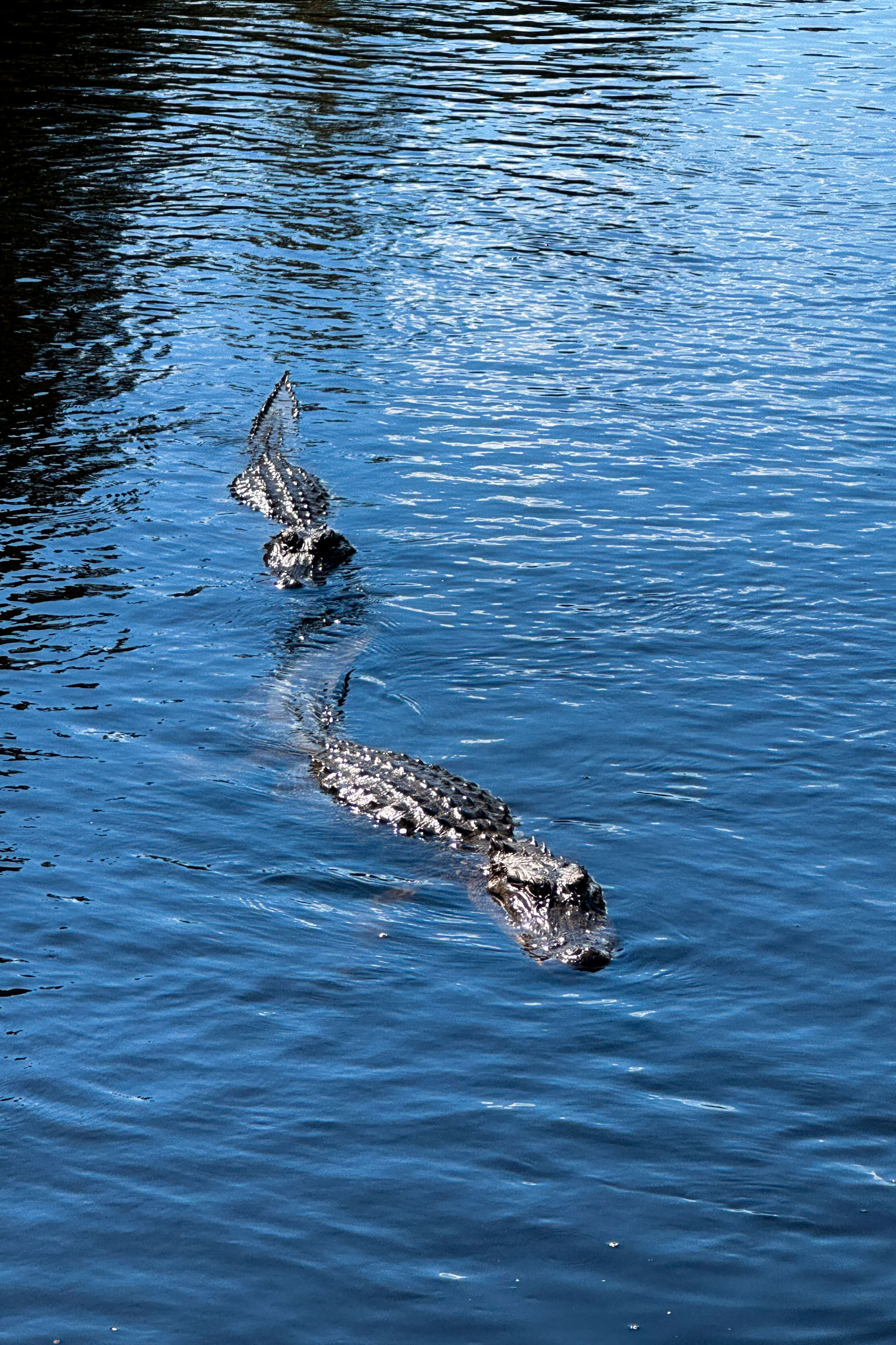 Best Things to Do in New Orleans