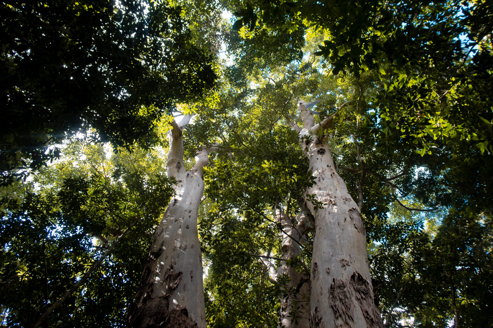 A Complete Guide to Lamington National Park, Queensland