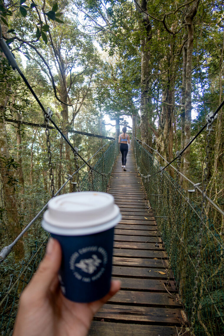 A Complete Guide to Lamington National Park, Queensland