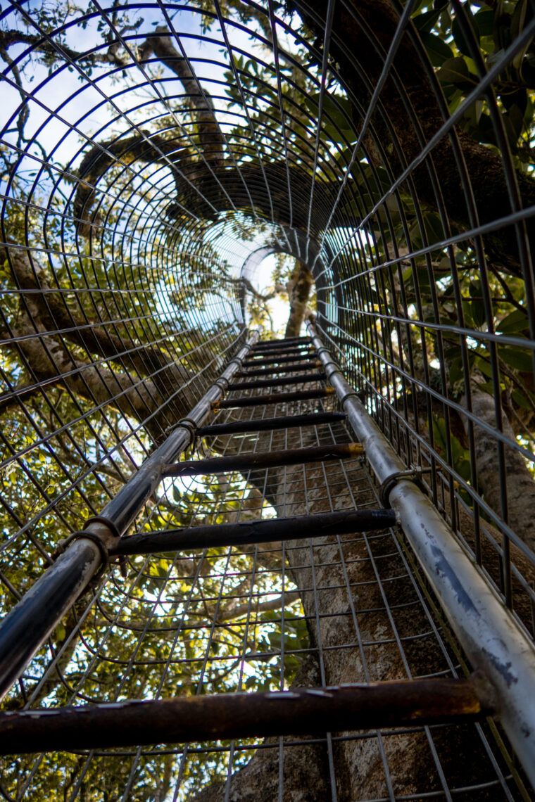 A Complete Guide to Lamington National Park, Queenslandv