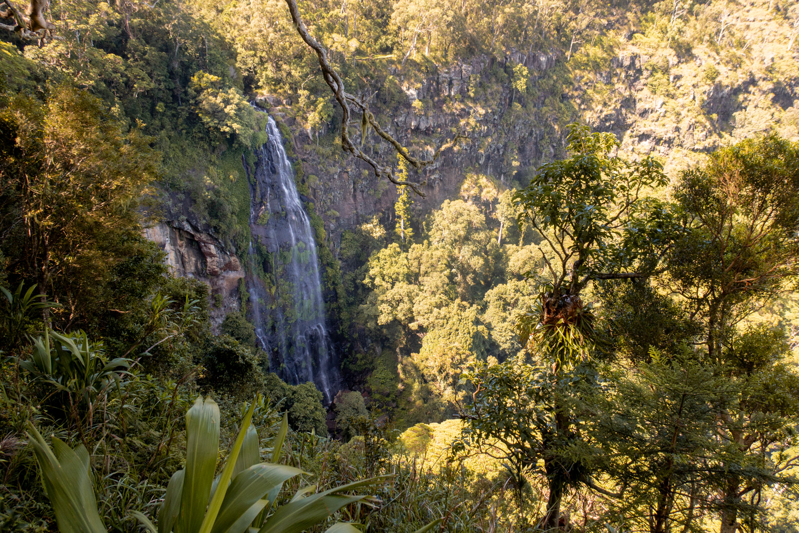 A Complete Guide to Lamington National Park, Queensland