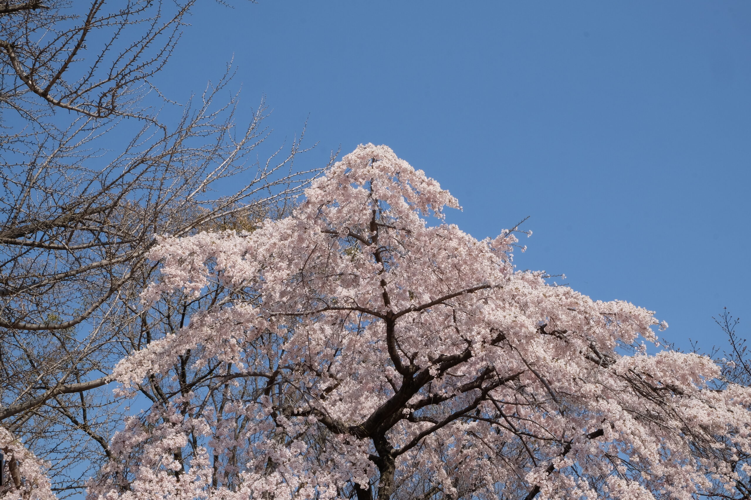 Best things to do in Osaka, Japan