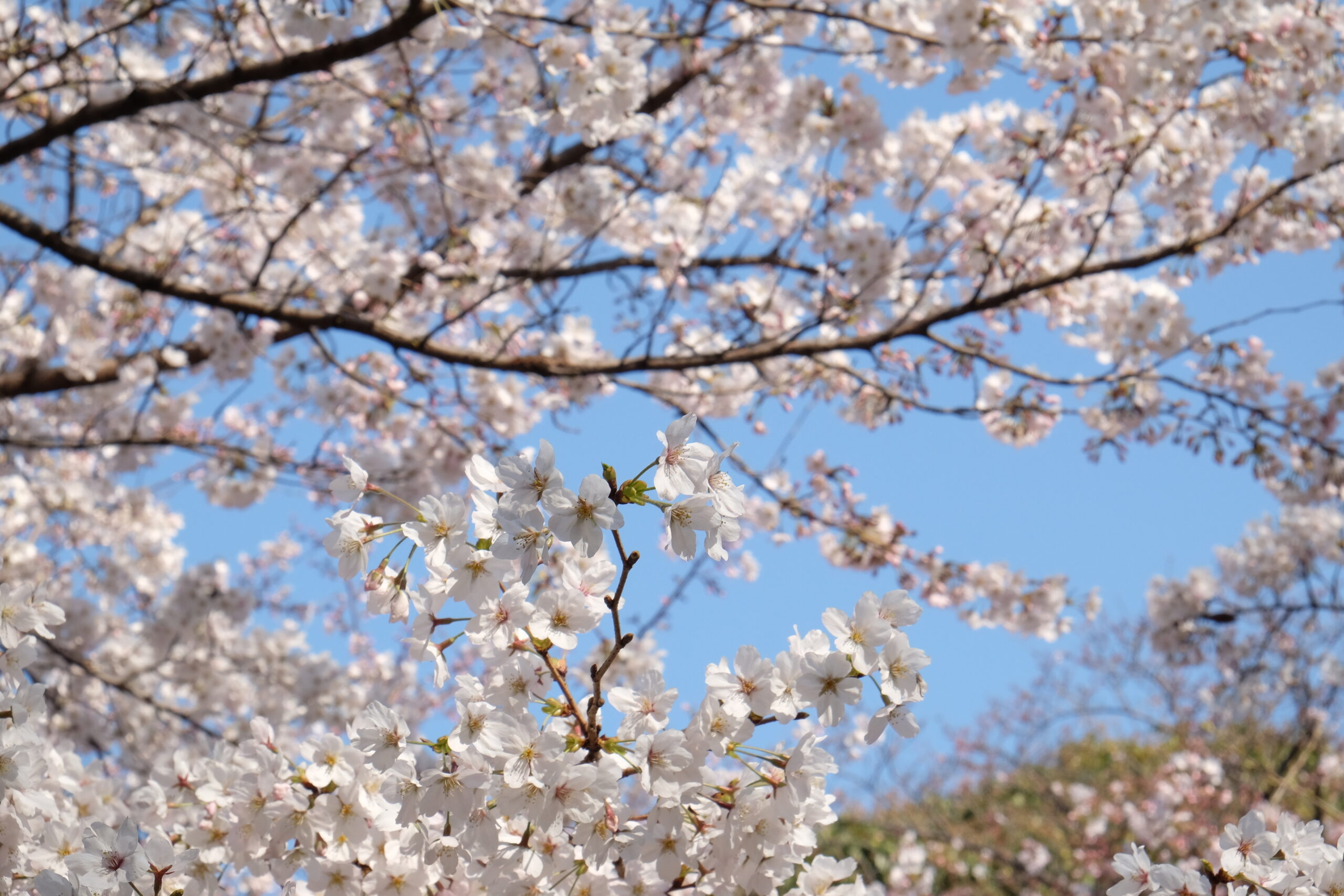 A 2-week Japan Itinerary
