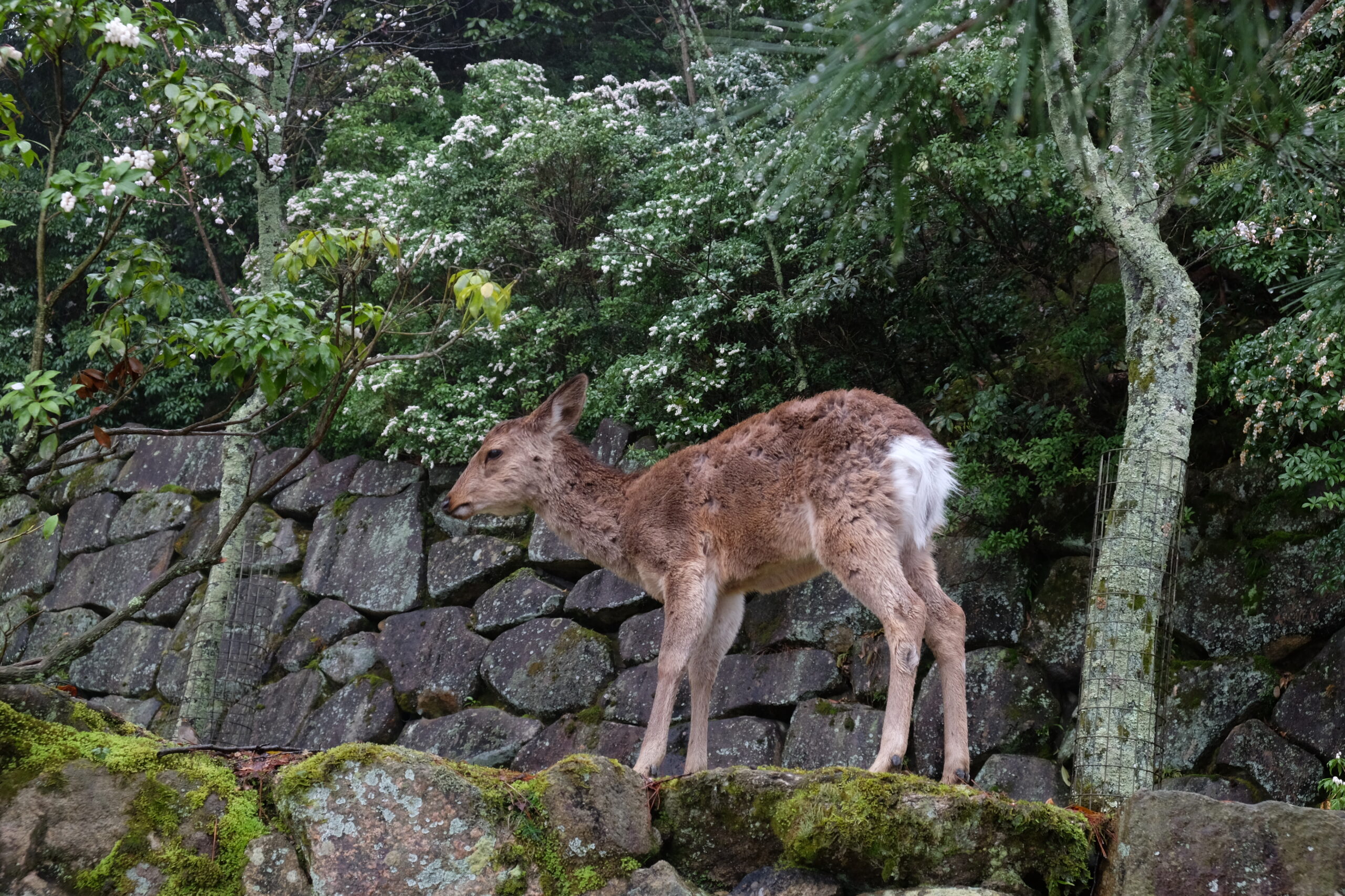 A 2-week Japan Itinerary