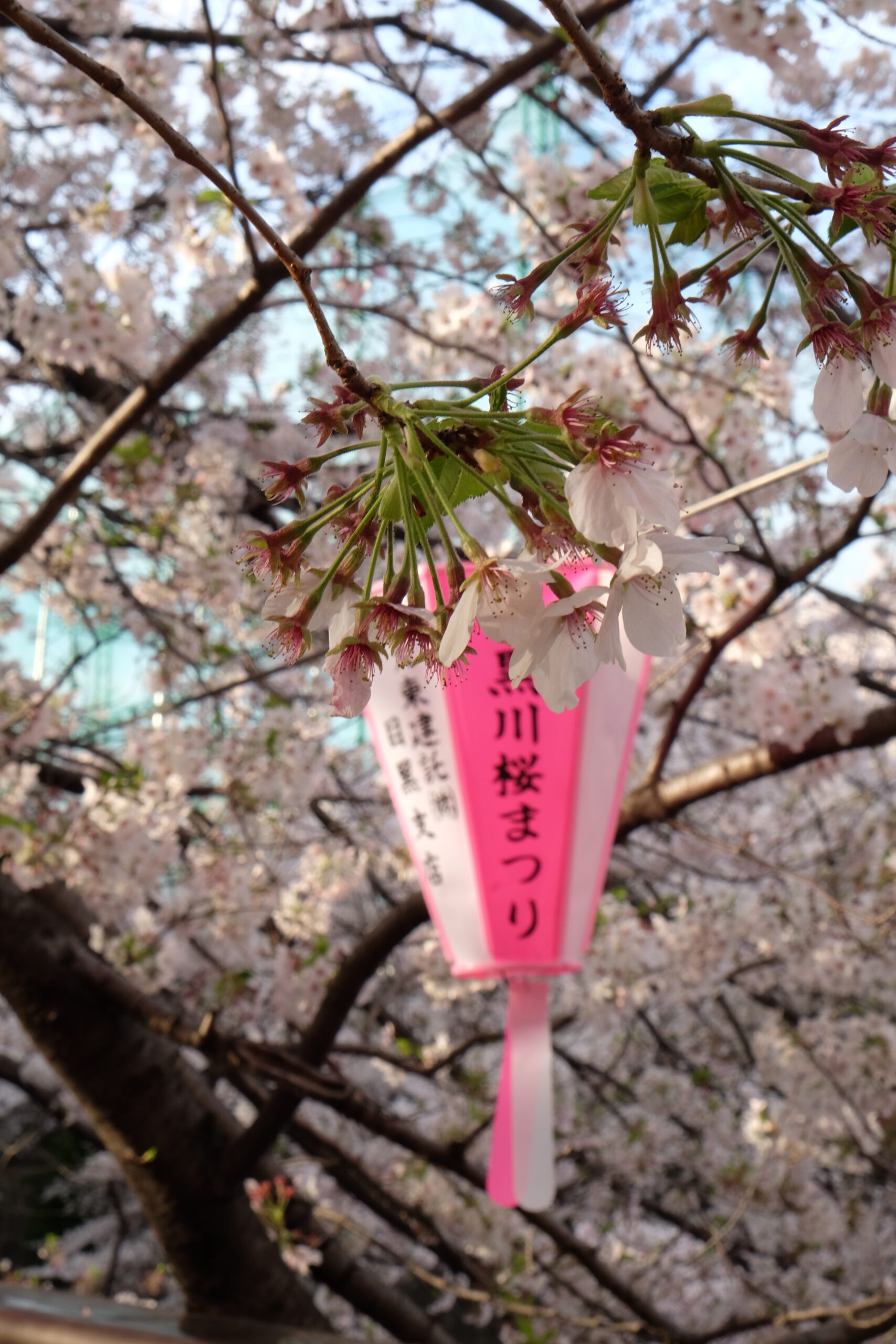 A 2-week Japan Itinerary