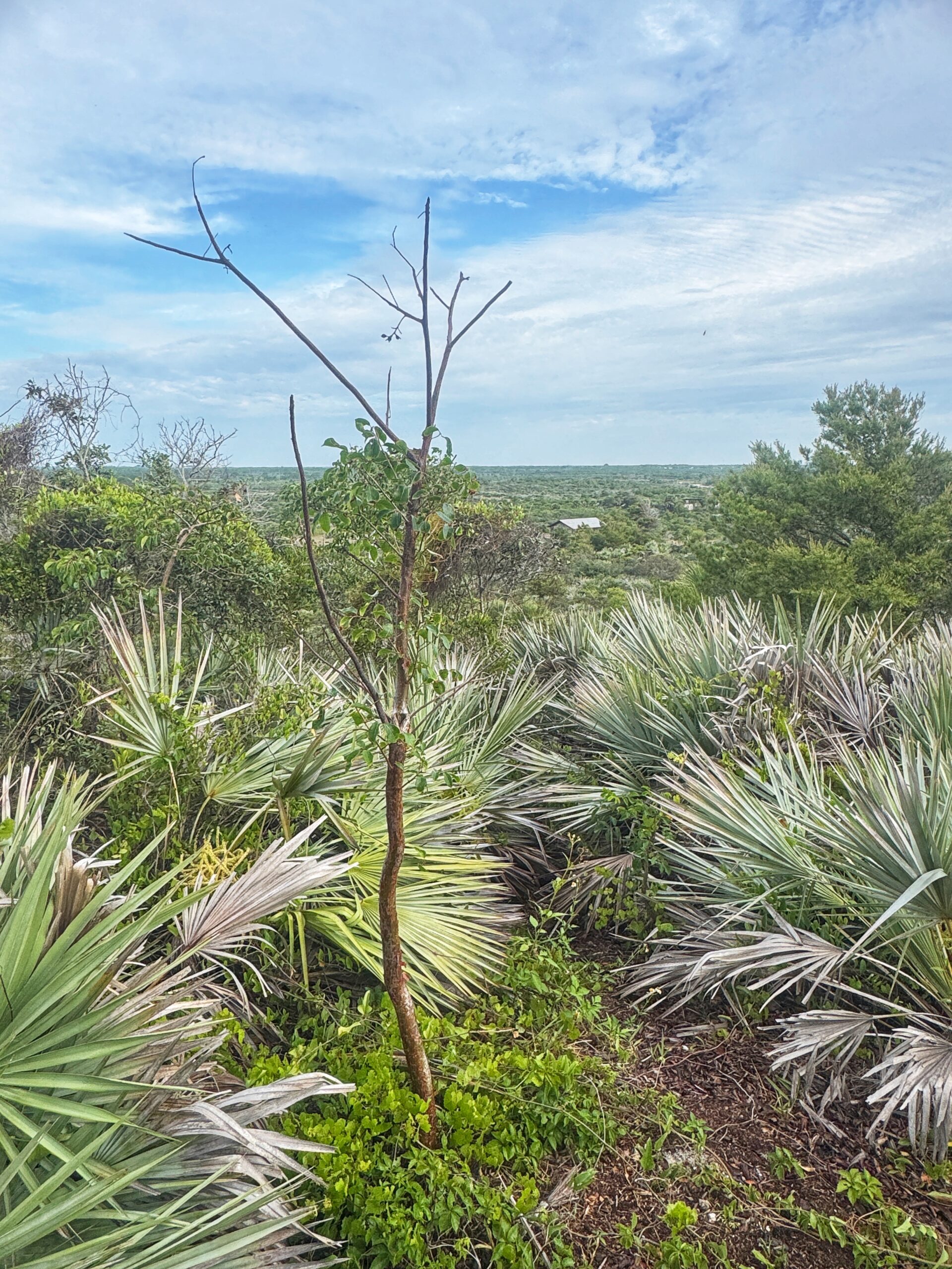 The Ultimate 7-Day Florida Road Trip: Orlando to Miami (Without the Theme Parks)
